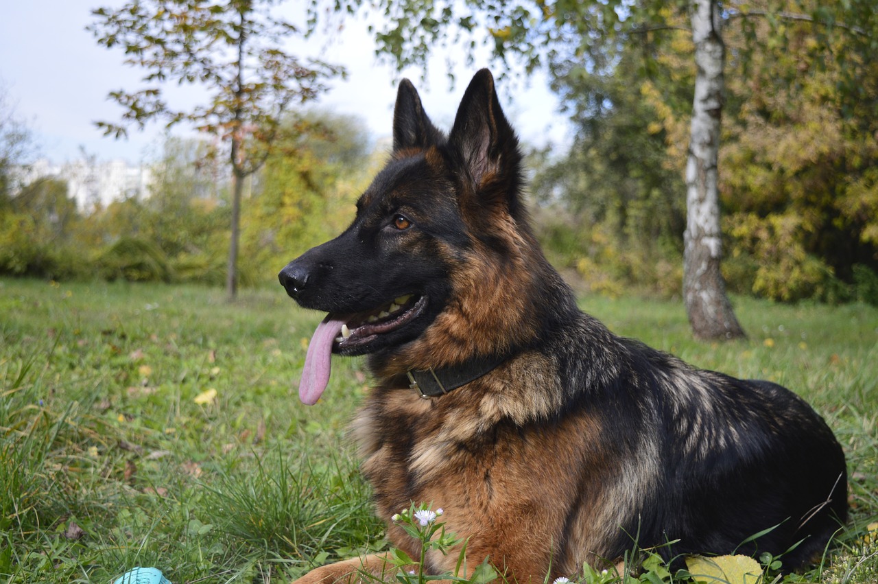 dog the german shepherd dog zvierata free photo