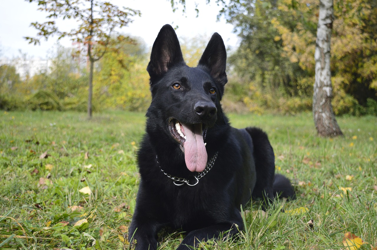 dog the german shepherd dog zvierata free photo