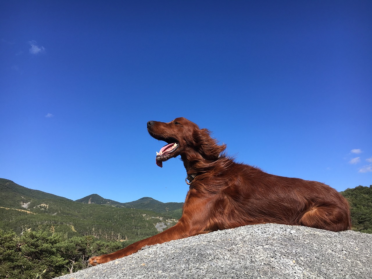 dog mountain roux free photo