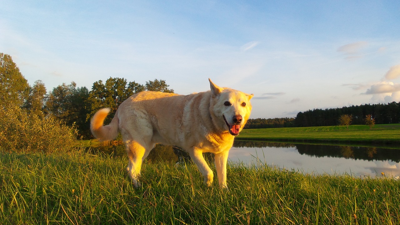 dog hybrid white free photo