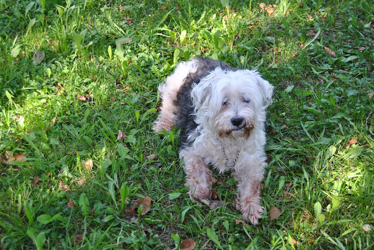 dog lawn summer free photo