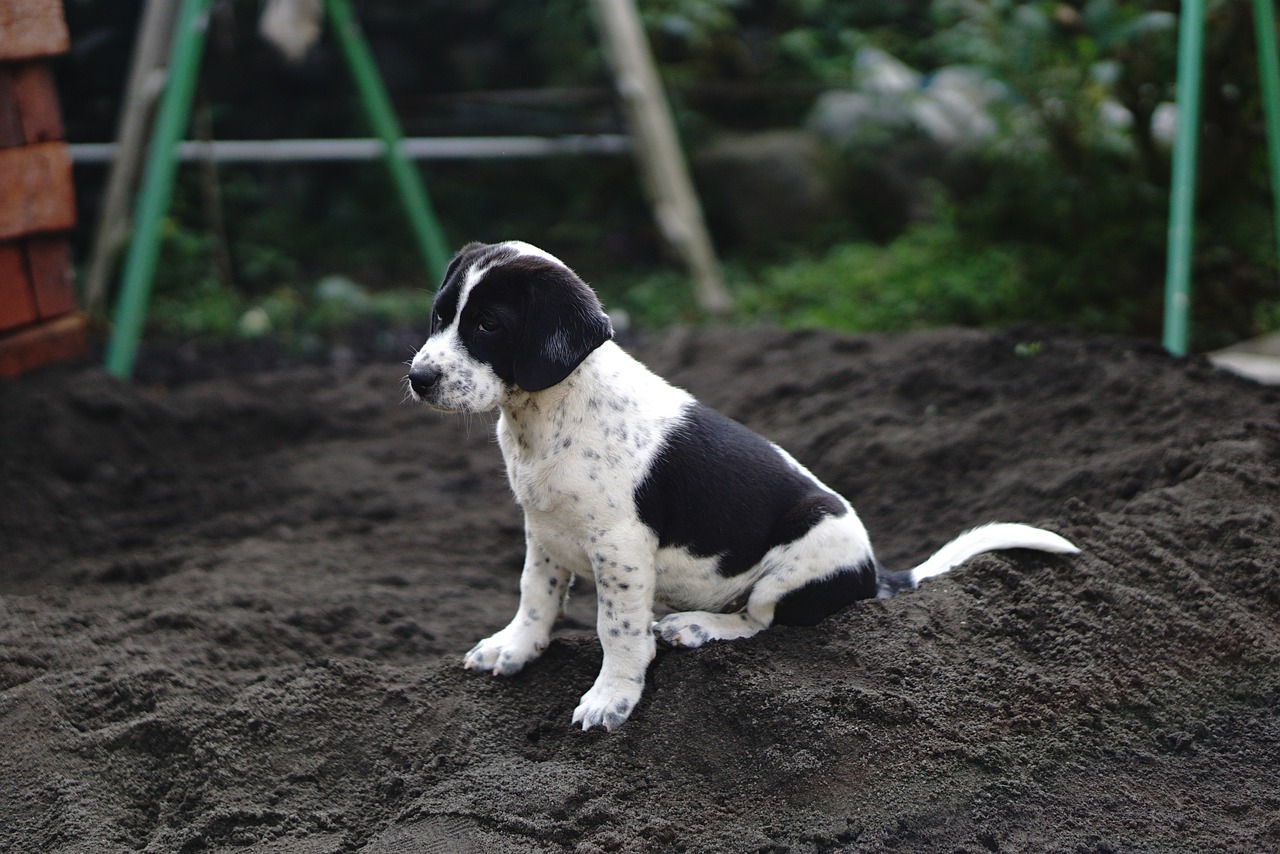 dog beagle puppy free photo