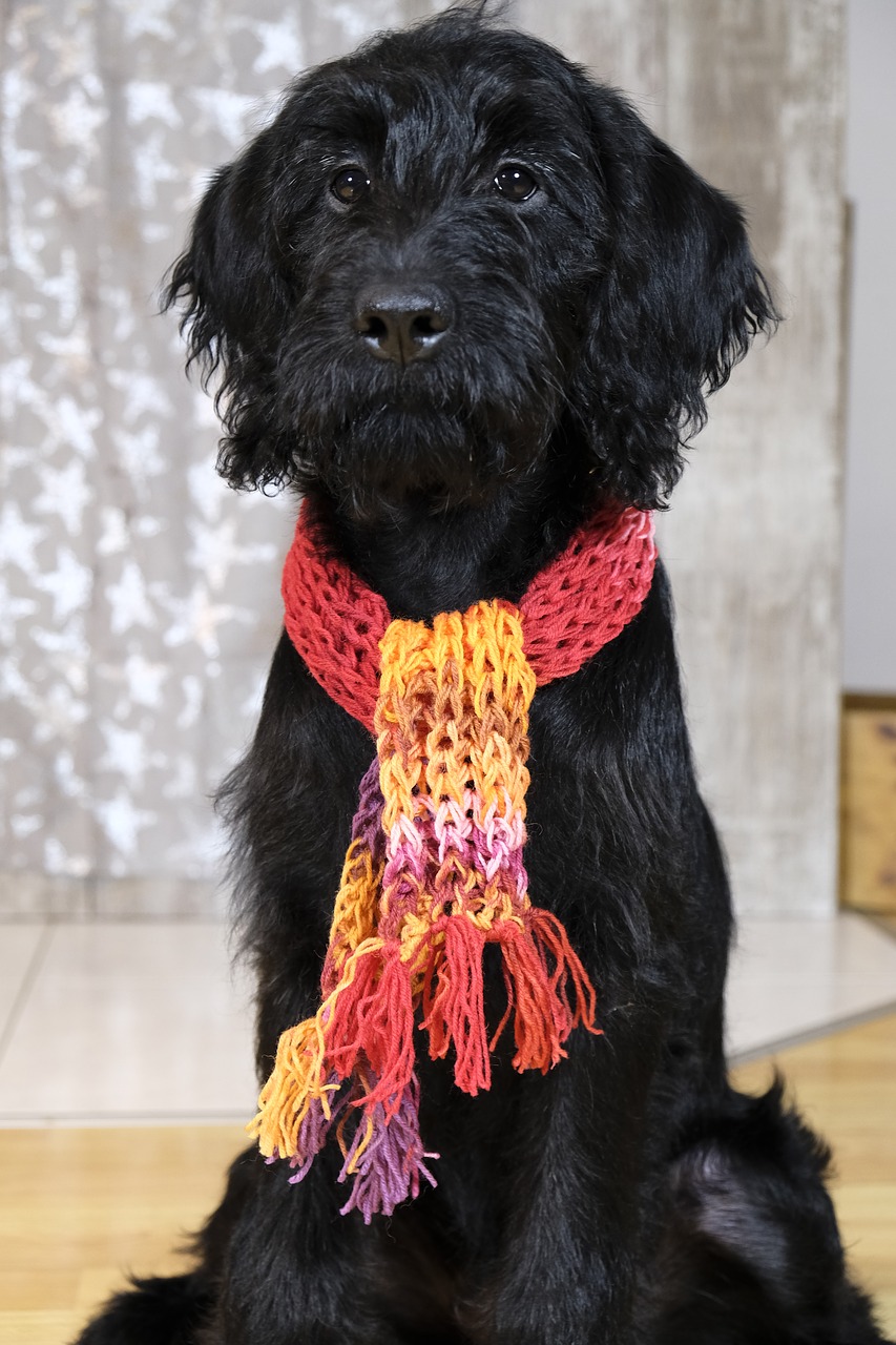 dog puppy labradoodle free photo