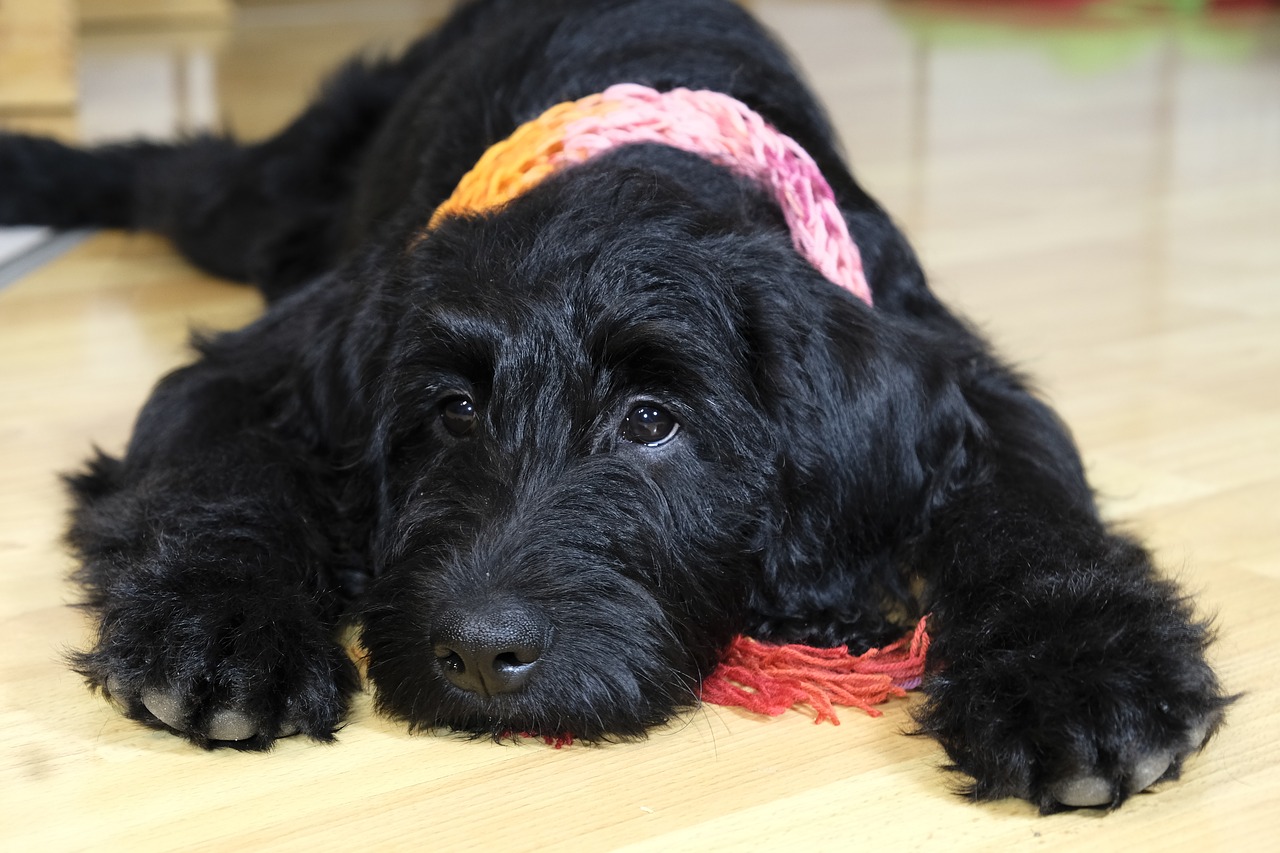 dog puppy labradoodle free photo