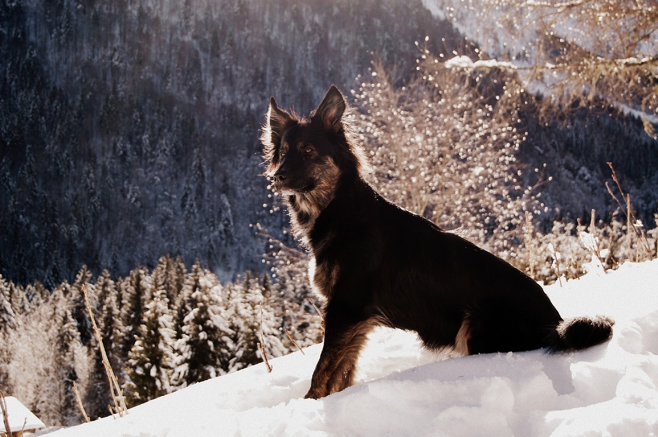 dog black dog snow free photo