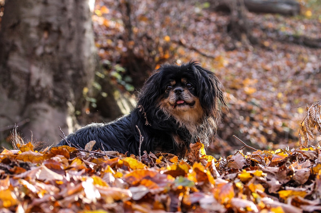 dog autumn still life autumn mood free photo