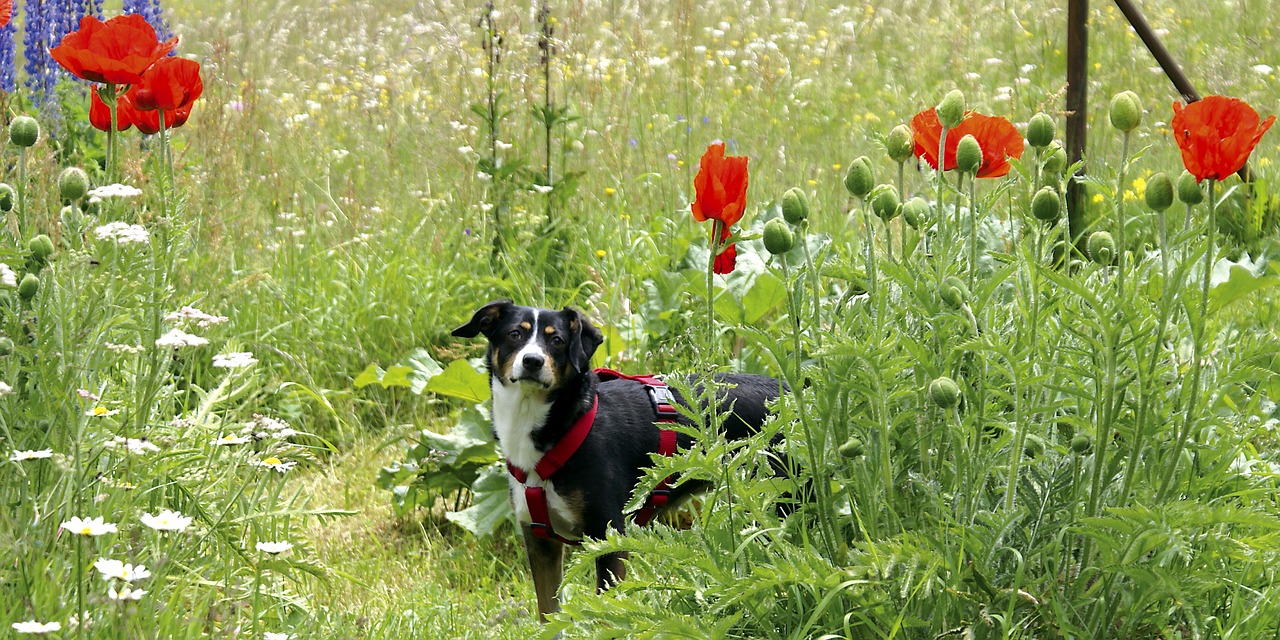 dog meadow seiser alm free photo