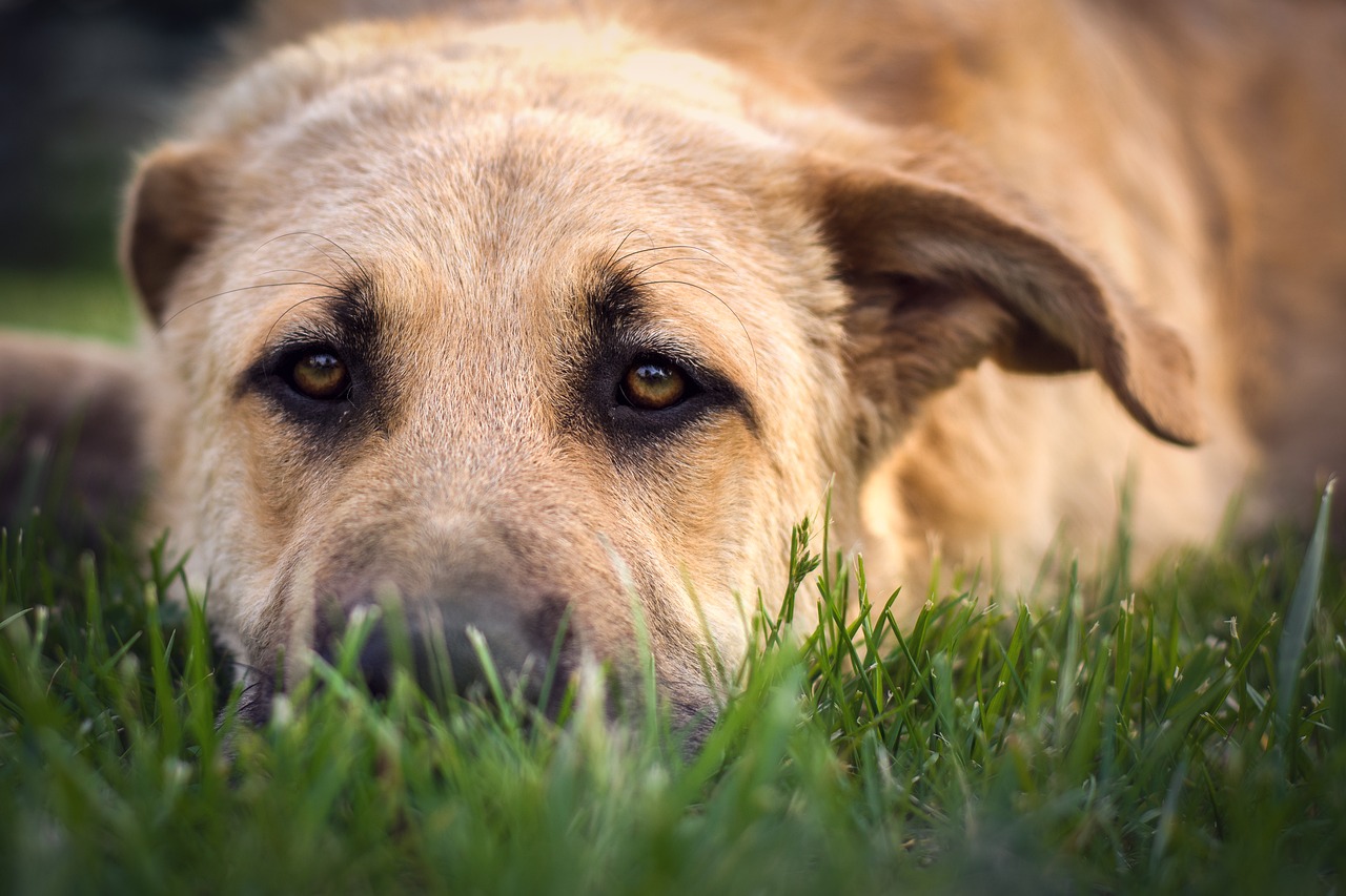 dog dog portrait pet free photo