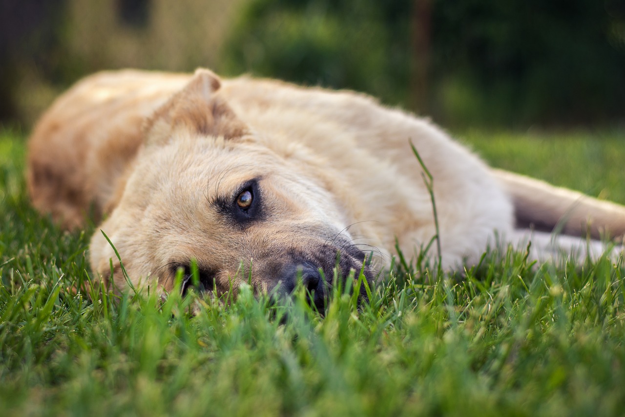 dog dog portrait pet free photo