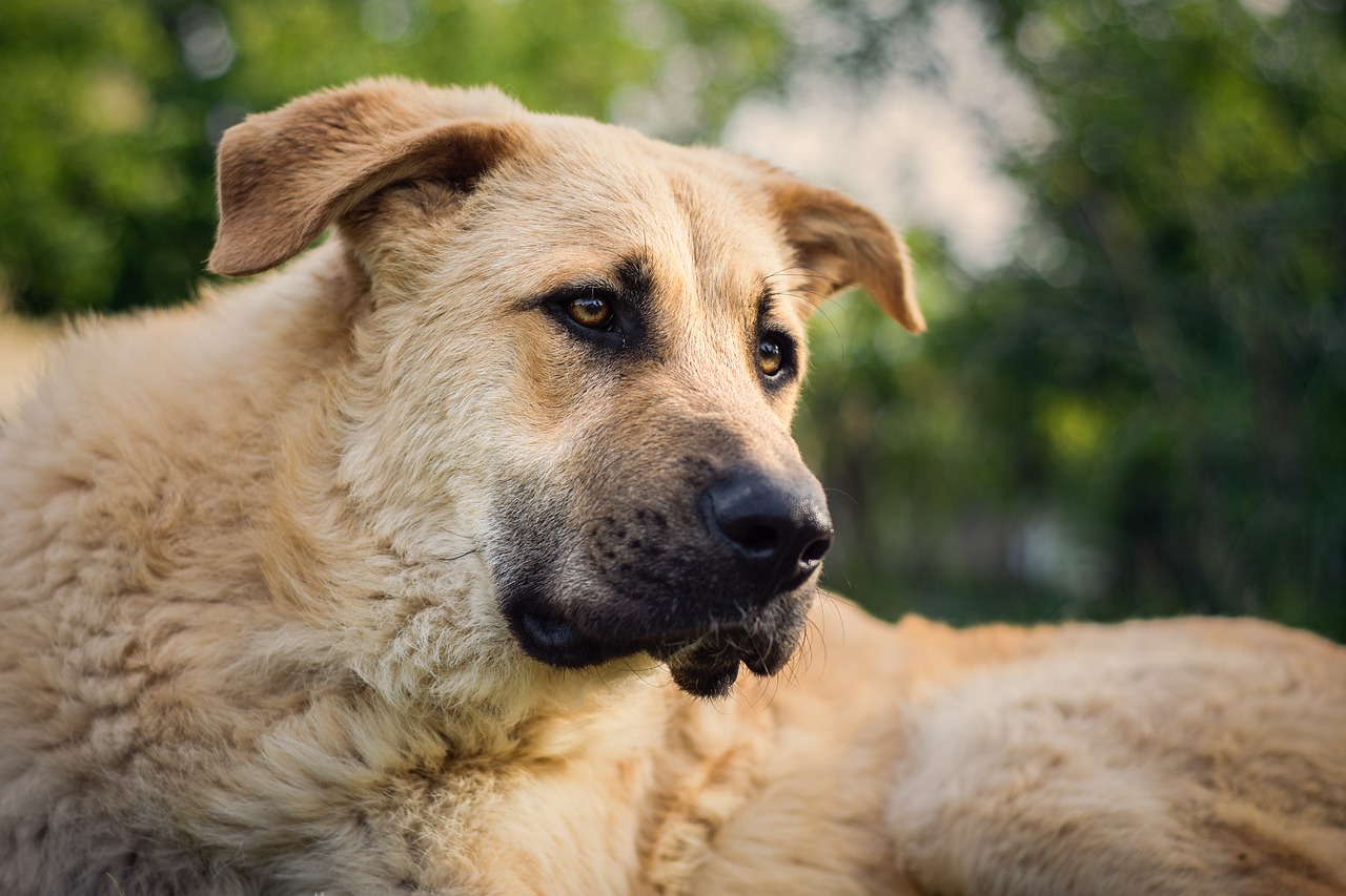 dog dog portrait pet free photo