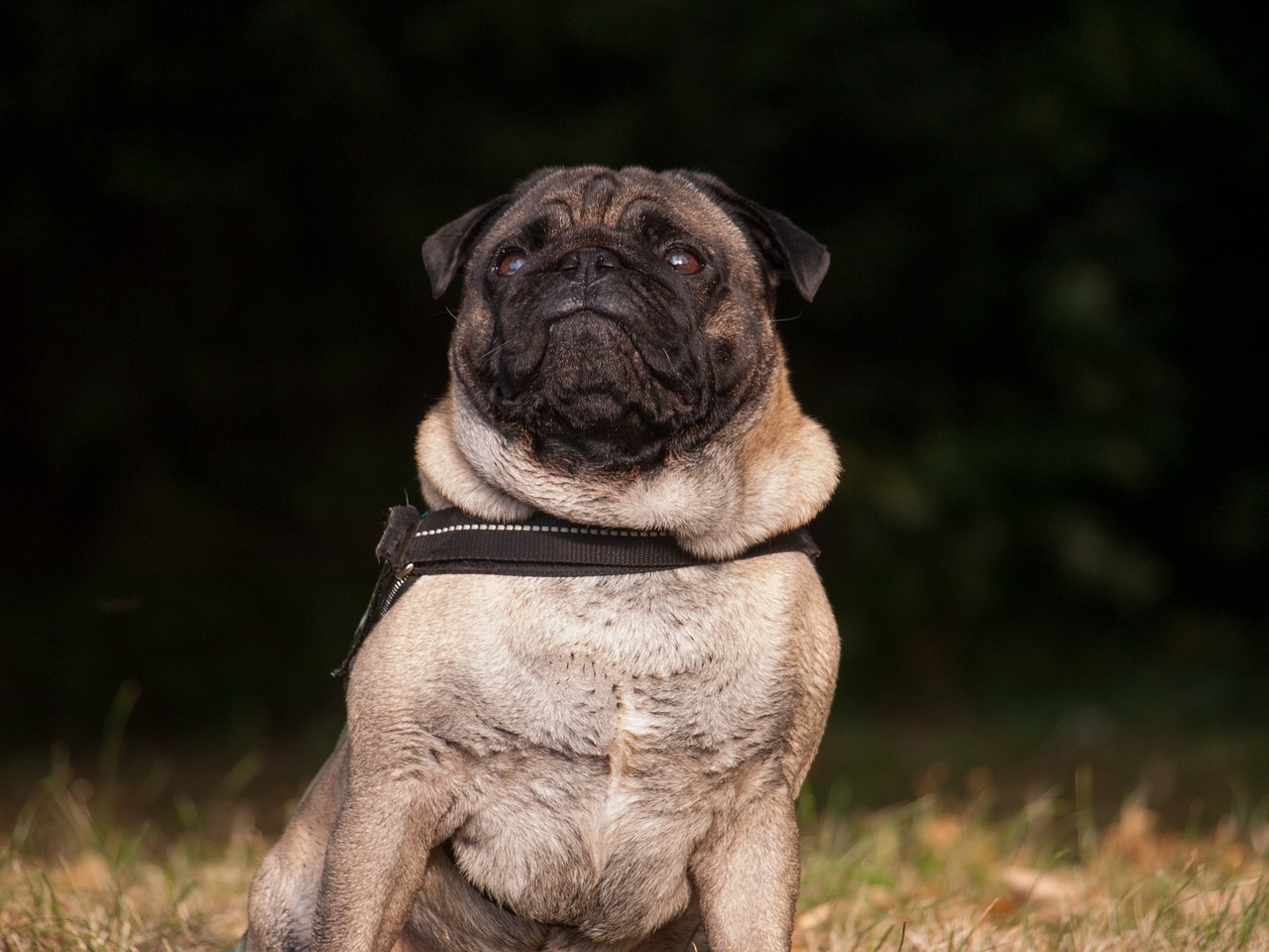 dog pug funny free photo