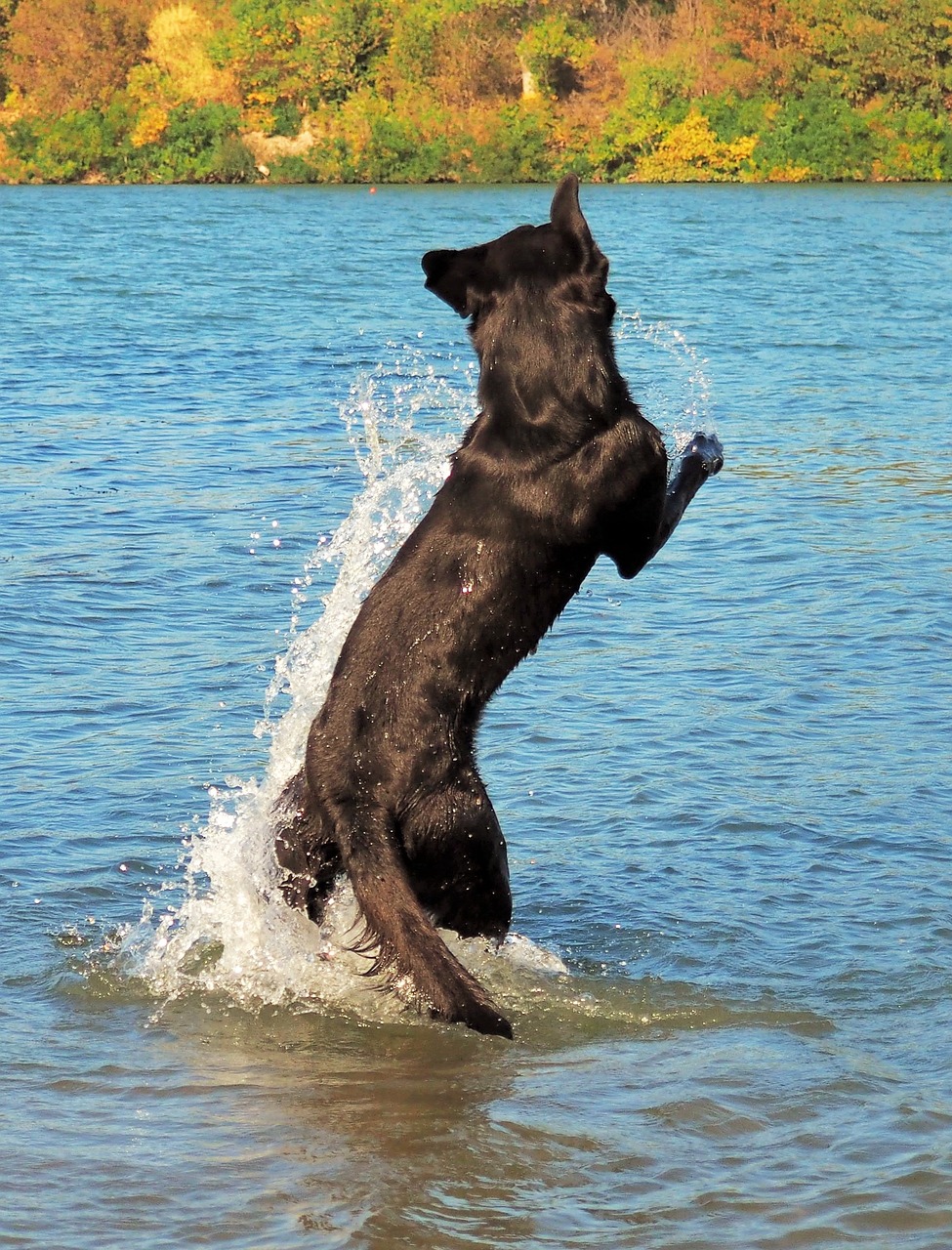 dog black labrador game free photo