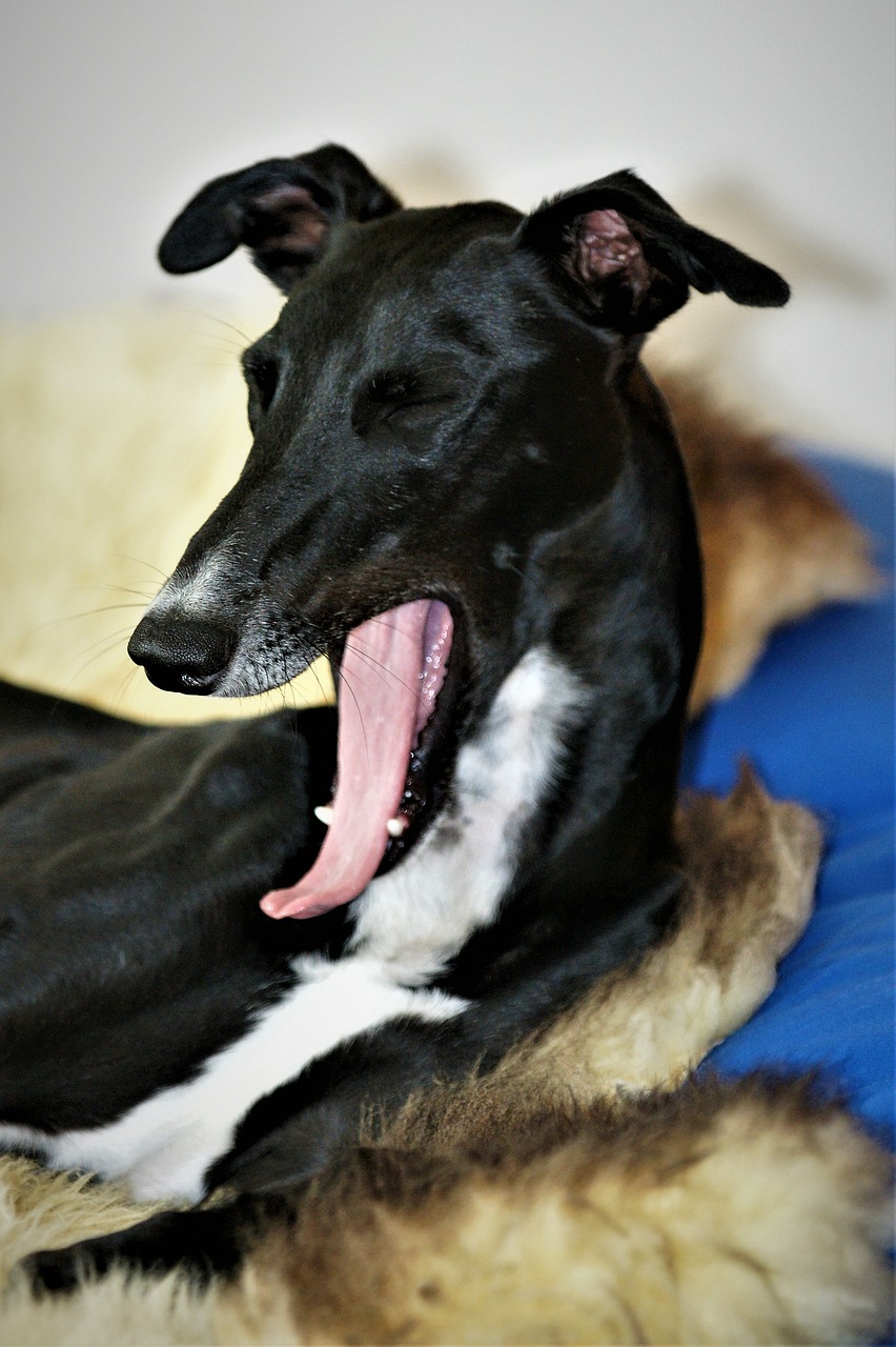 dog galgo greyhound free photo