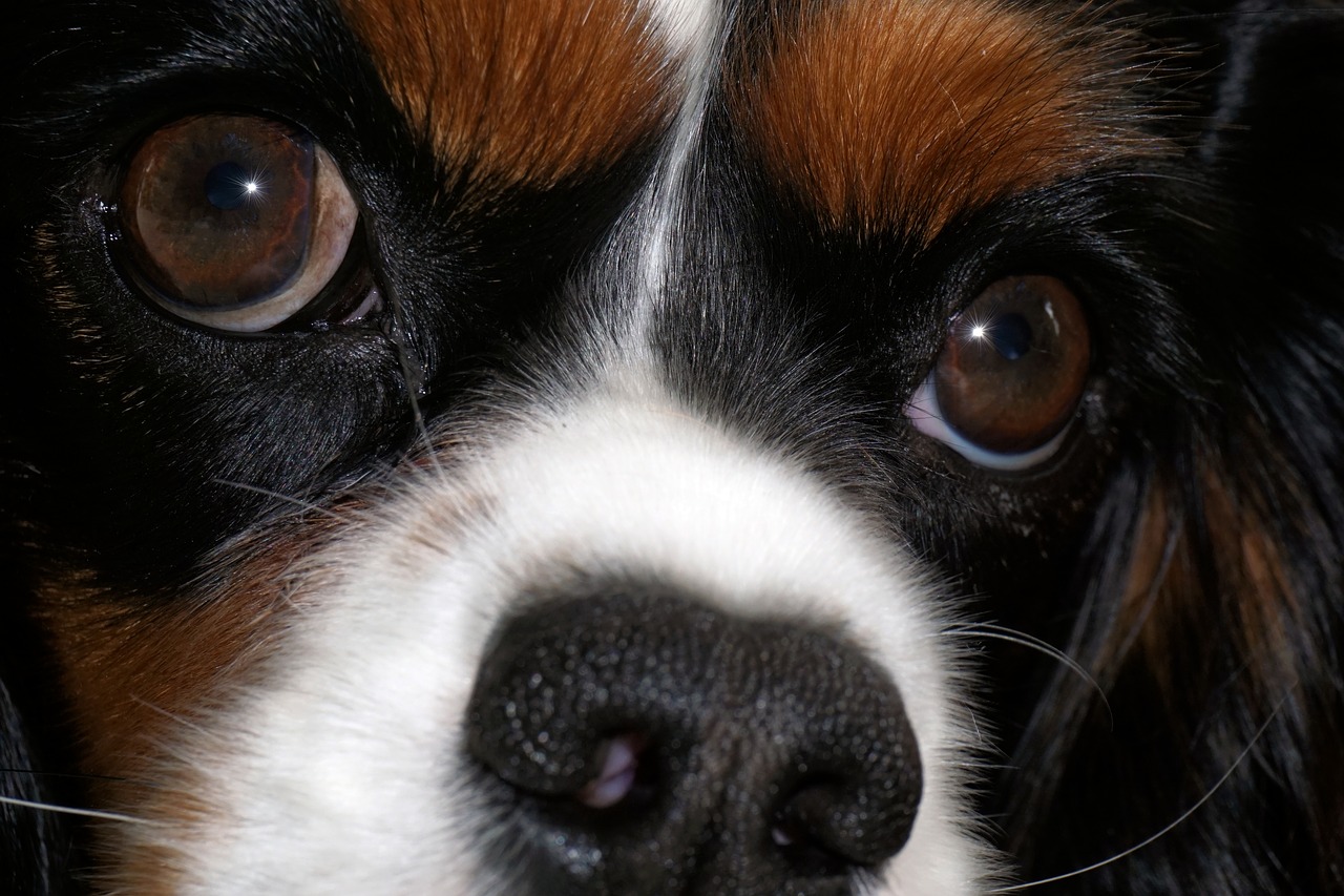 dog cavalier king charles cute free photo