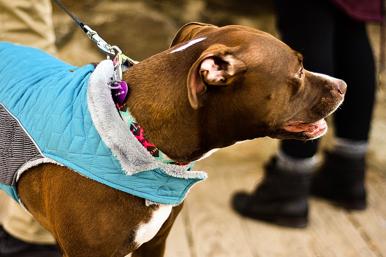 dog sweater hike free photo