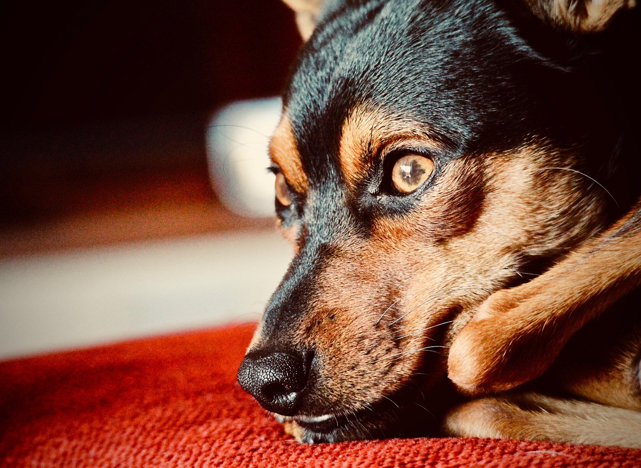 dog pinscher tenderness free photo