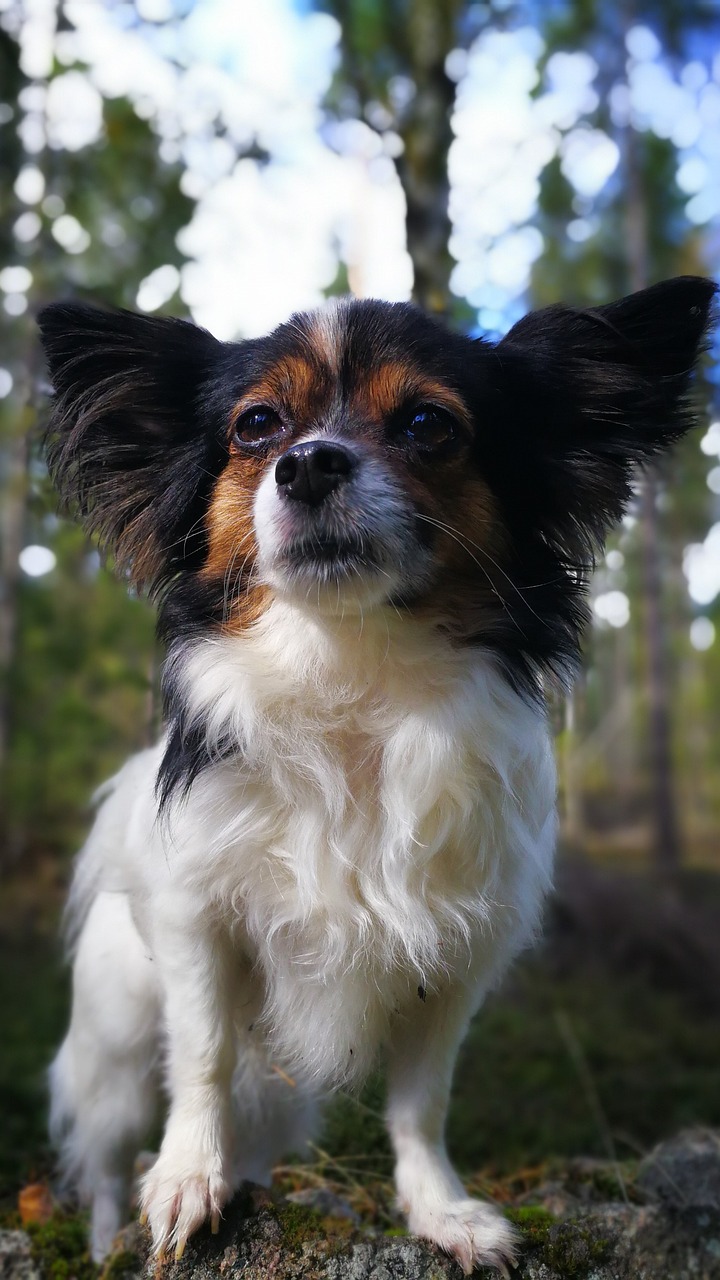 dog chihuahua profile free photo