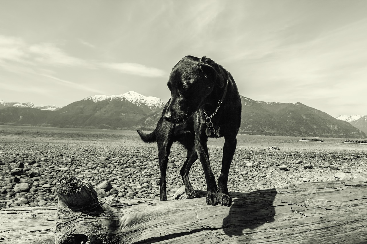 dog animal portrait portrait free photo