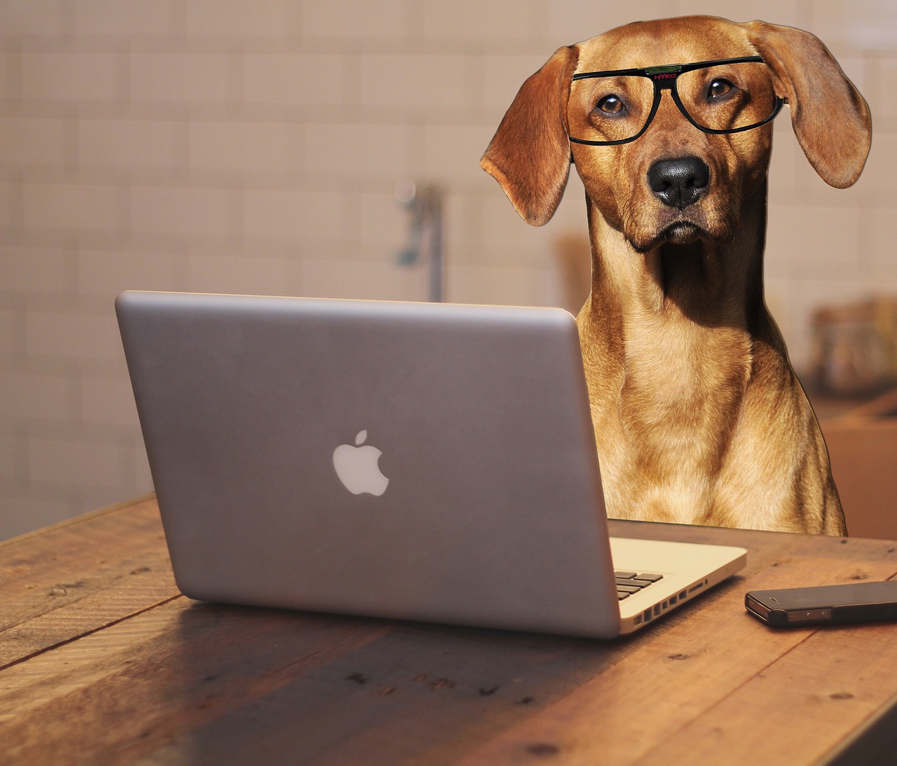 dog laptop computer free photo