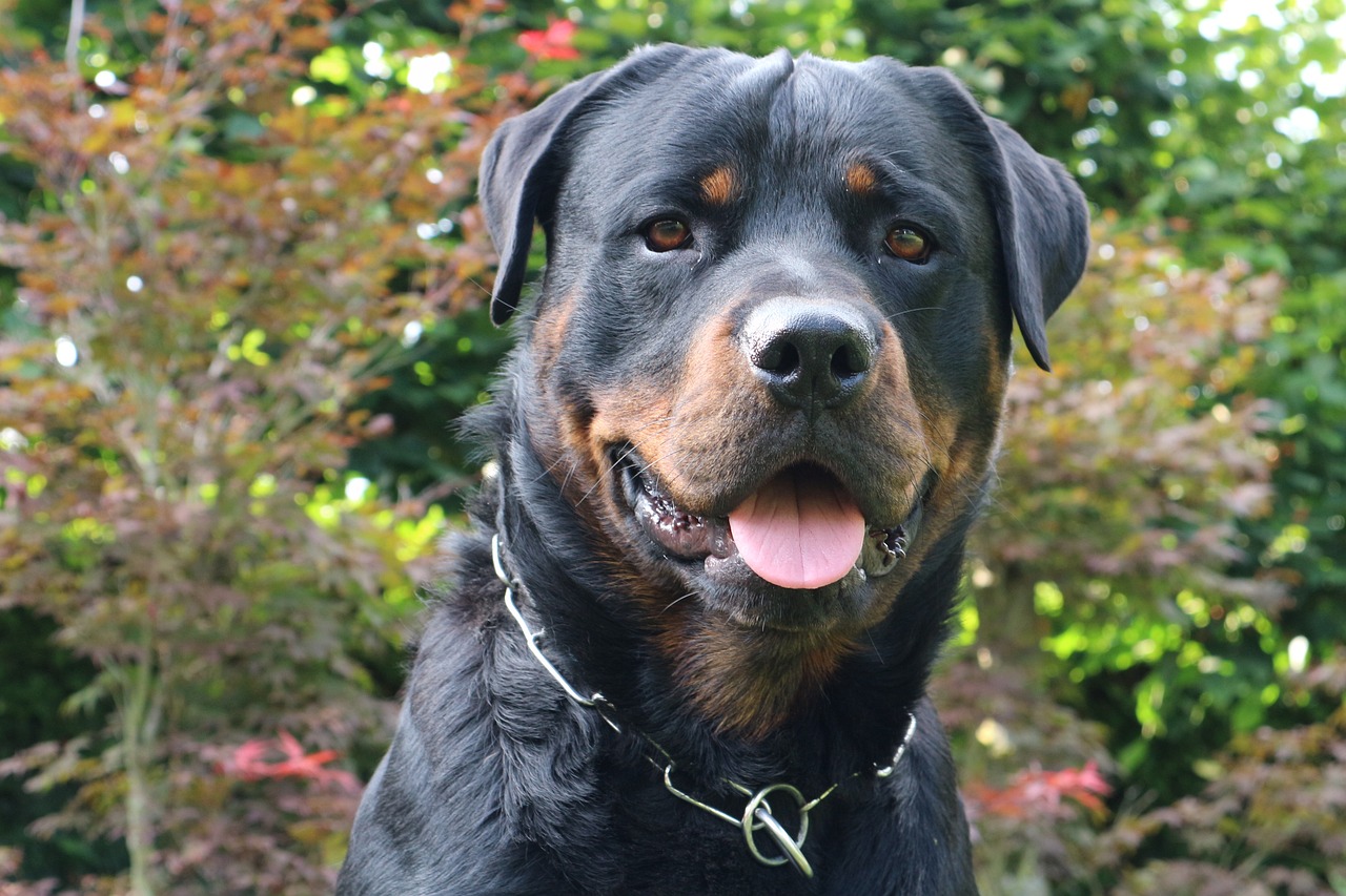 dog rottweiler animal free photo