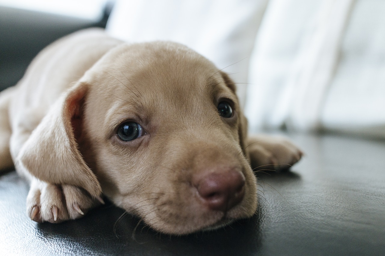 dog puppy blue eyes free photo