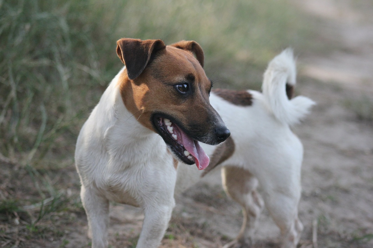 dog animal dog and man free photo