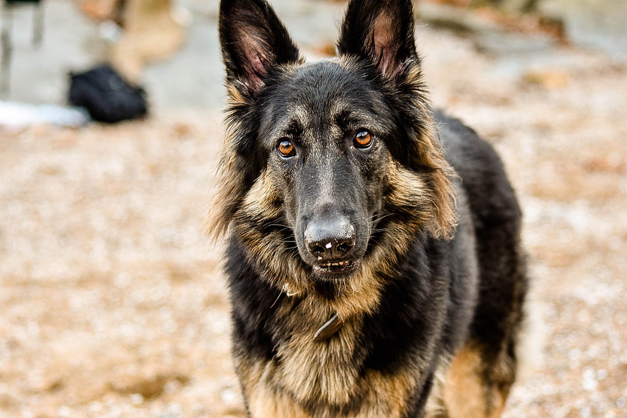 dog outdoors pet free photo