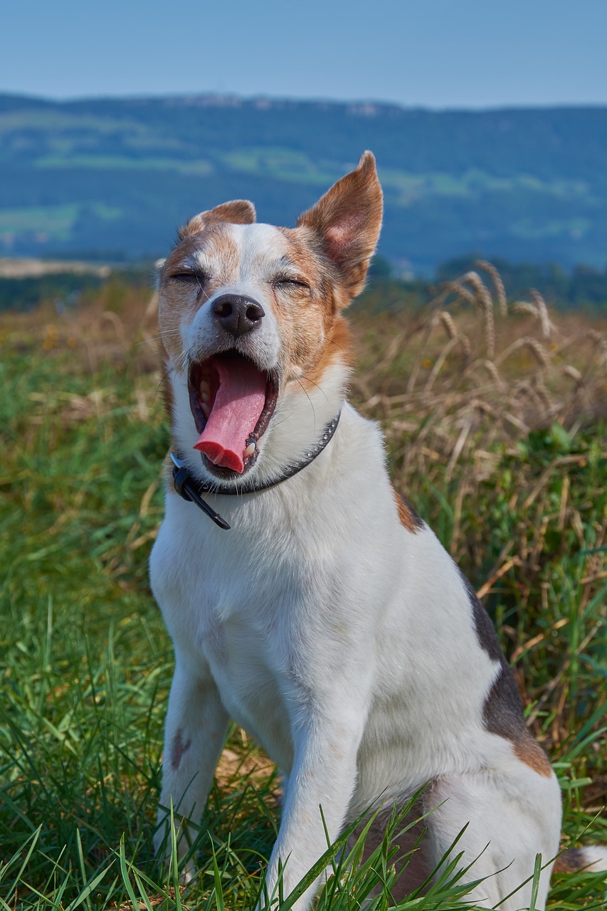 dog tired yawn free photo