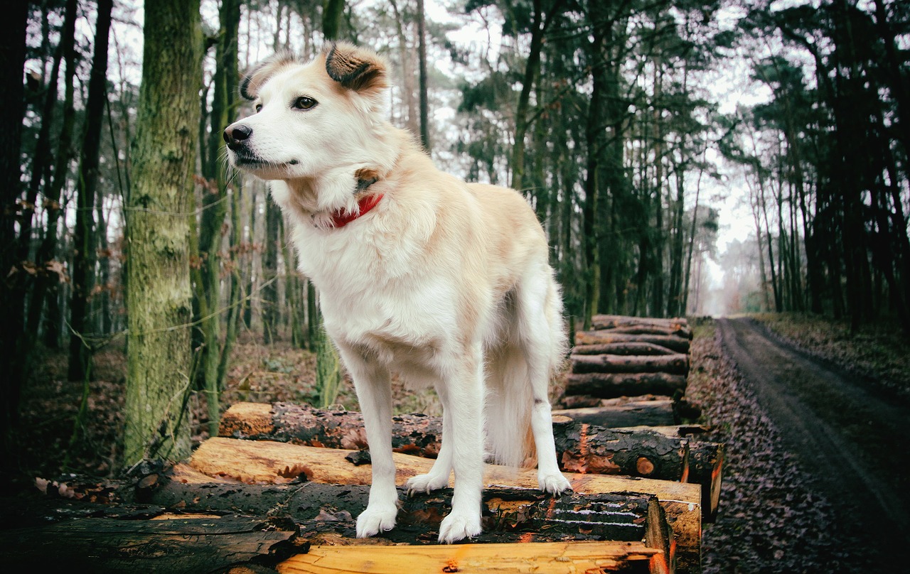 dog forest animal free photo