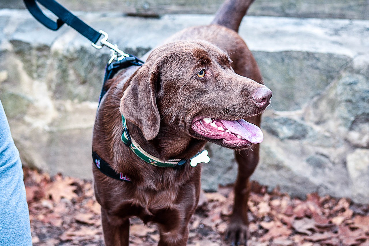 dog outdoors pet free photo