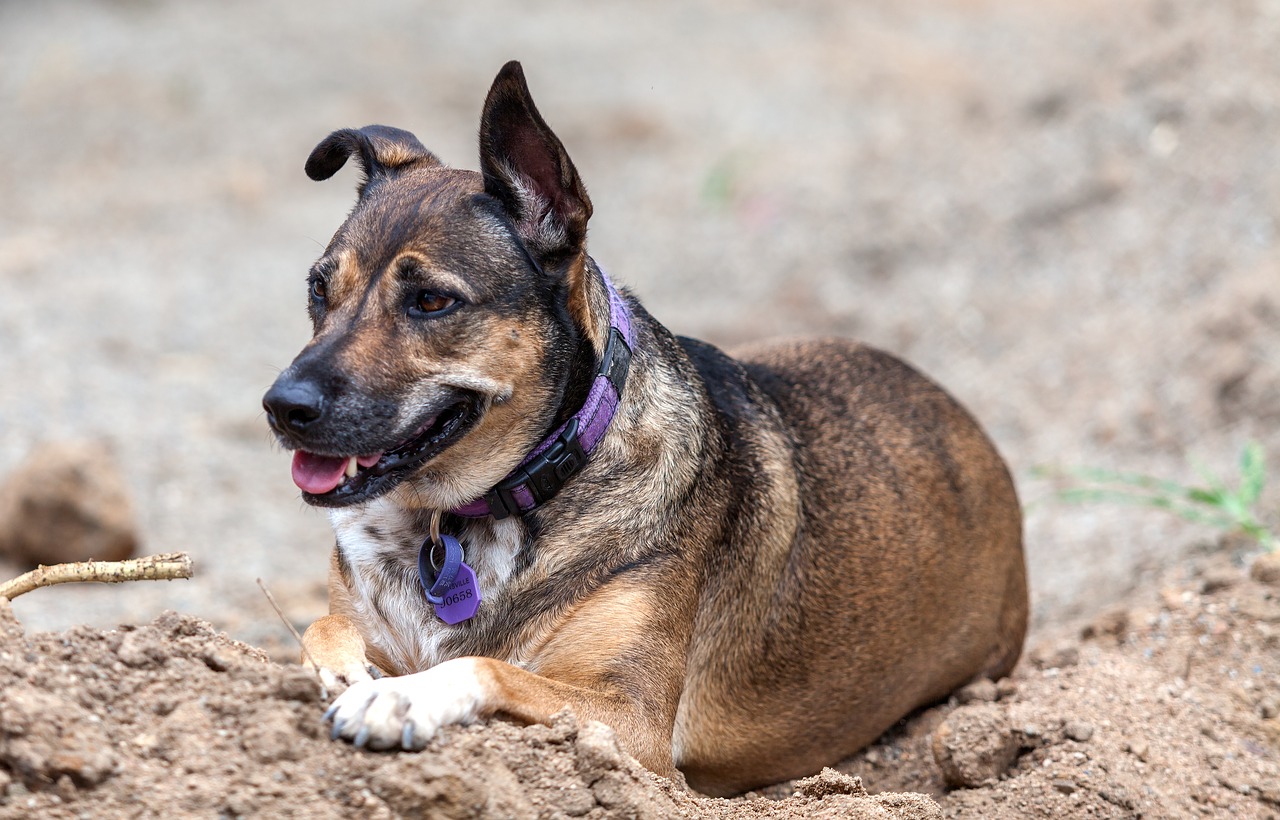 dog shepherd dog kelpie cross free photo