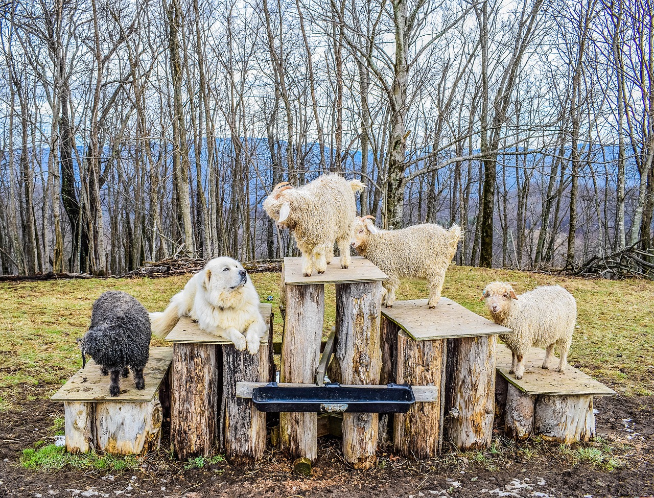 dog goat sheep free photo