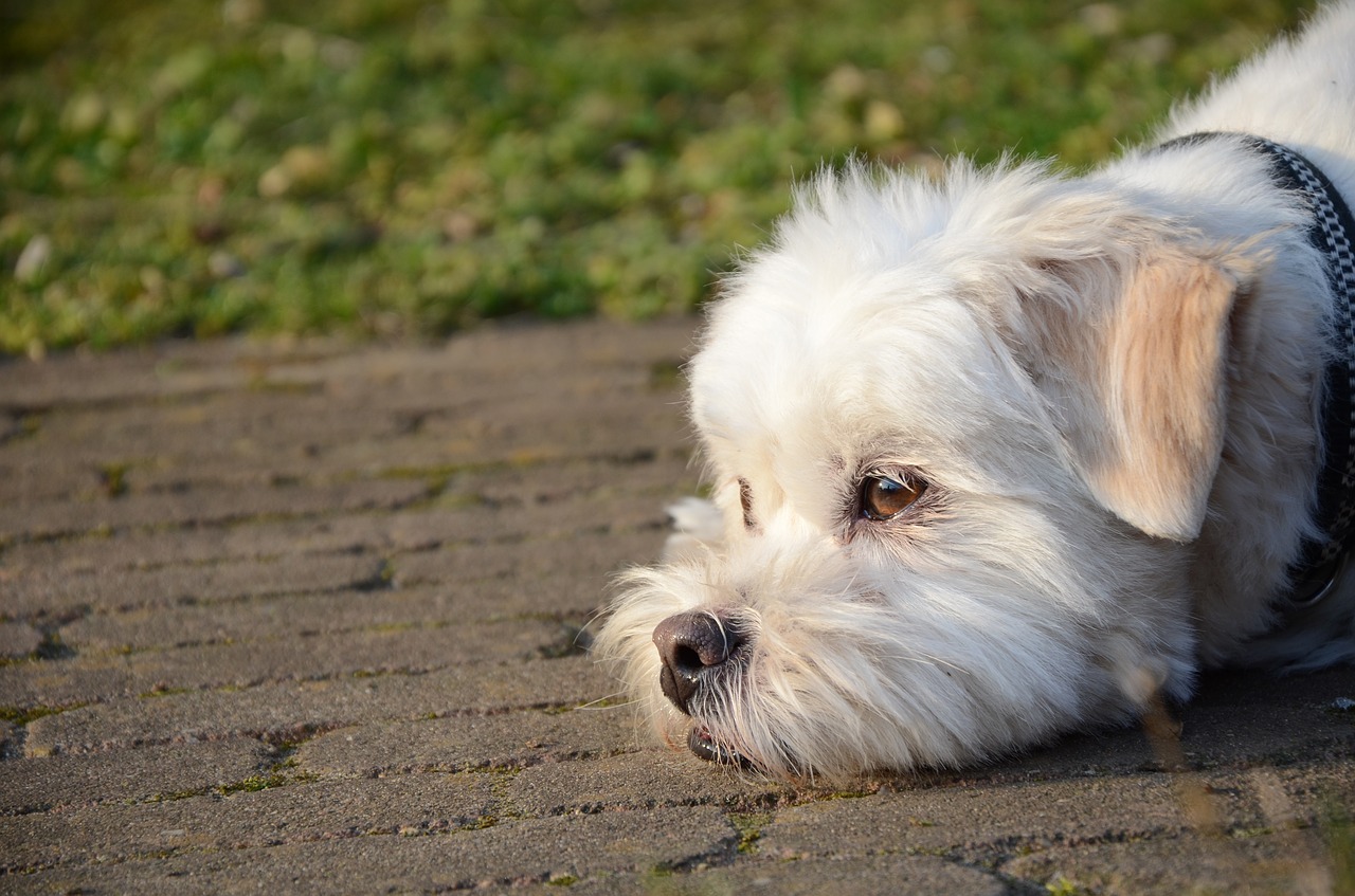 dog laying floor free photo