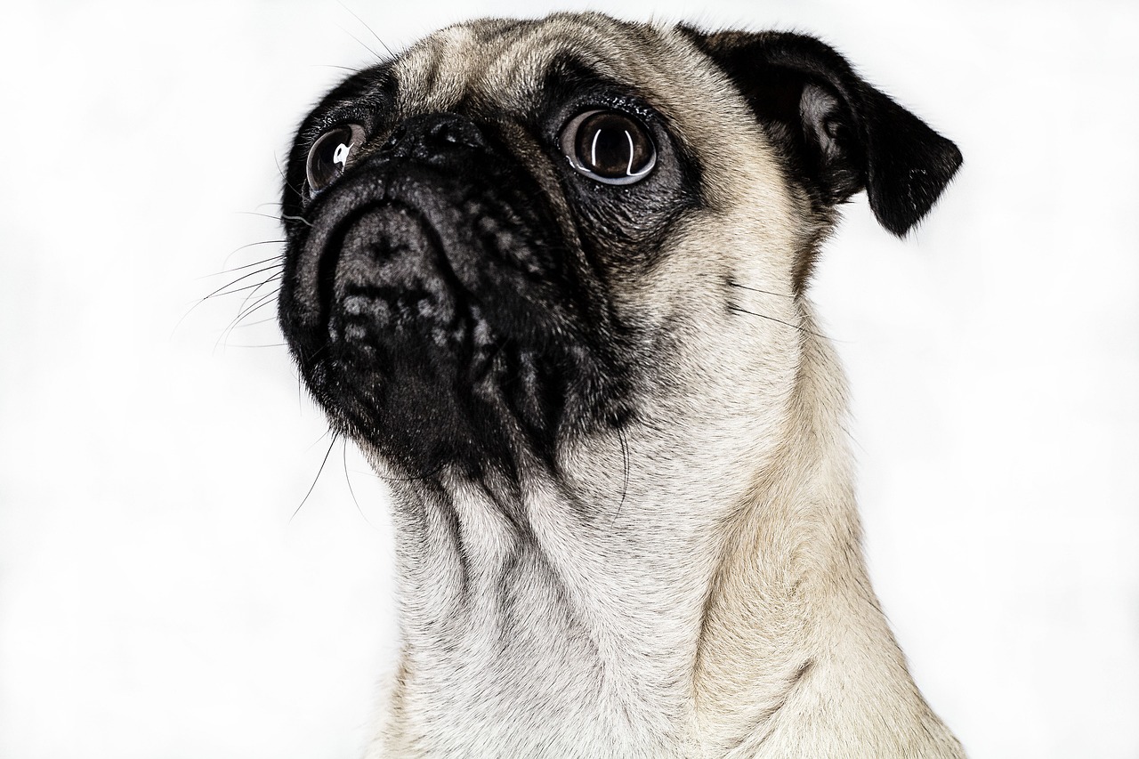 dog pug pet free photo