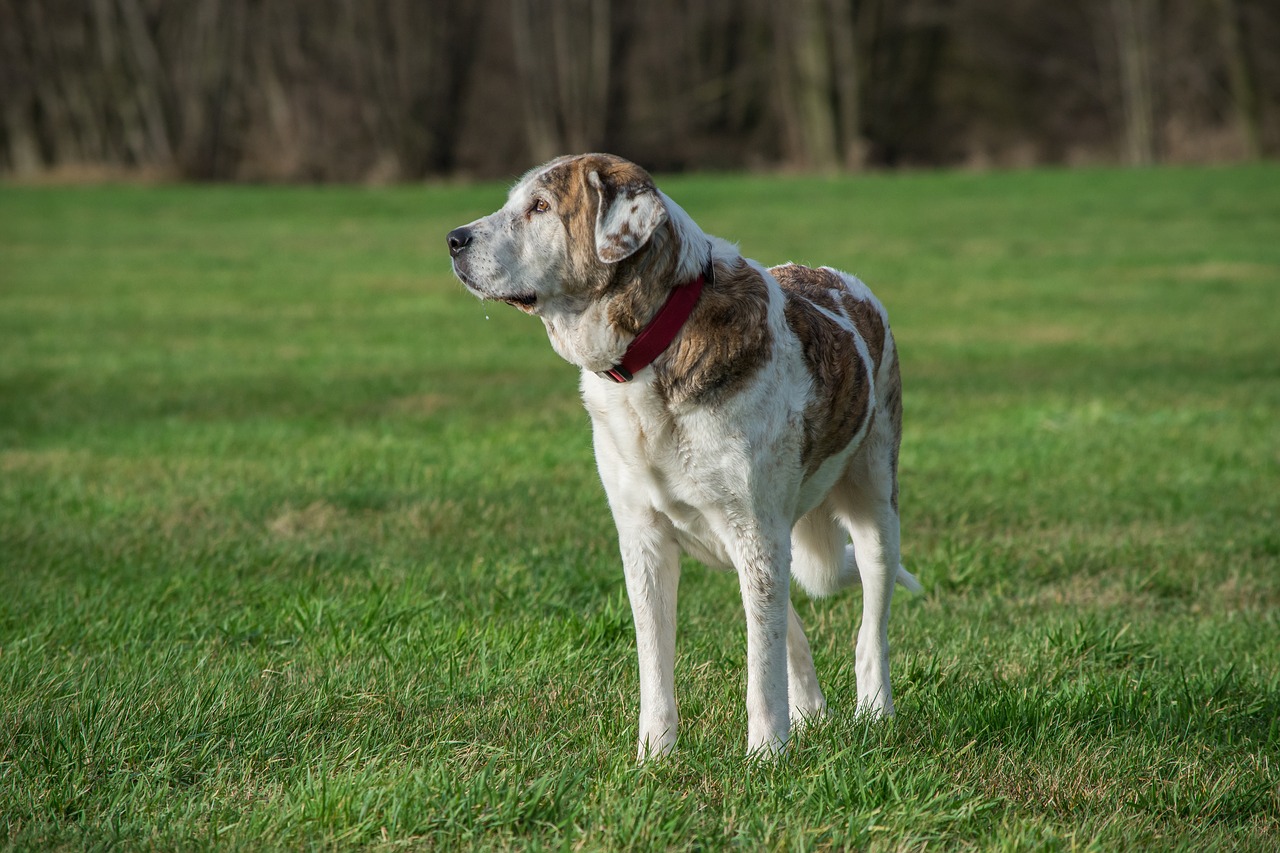 dog grass mammal free photo