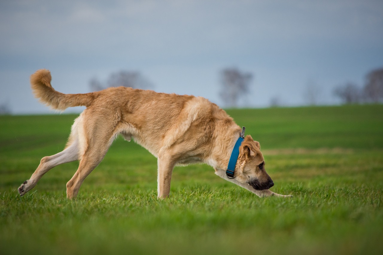 dog grass animal free photo