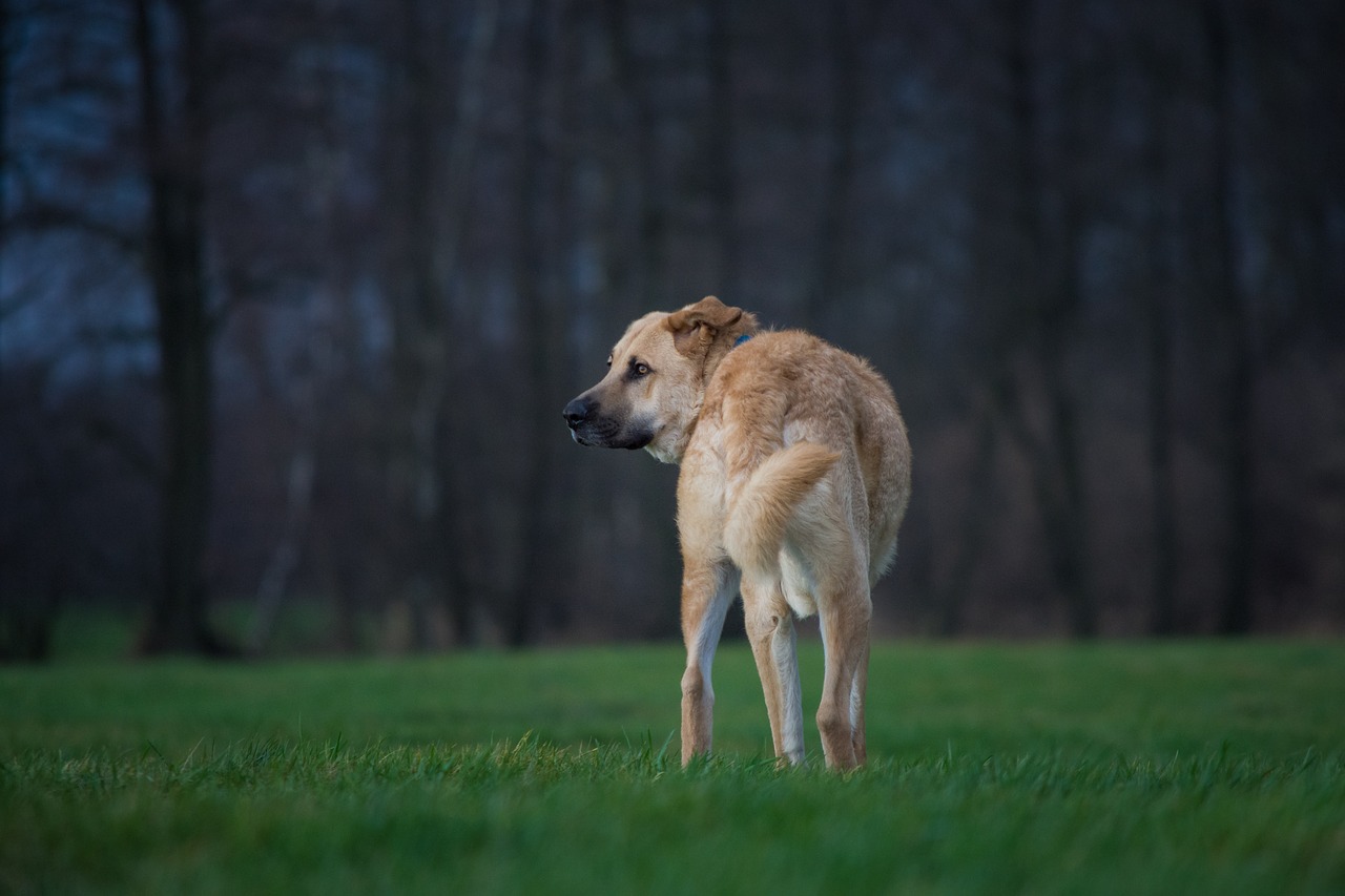 dog nature grass free photo