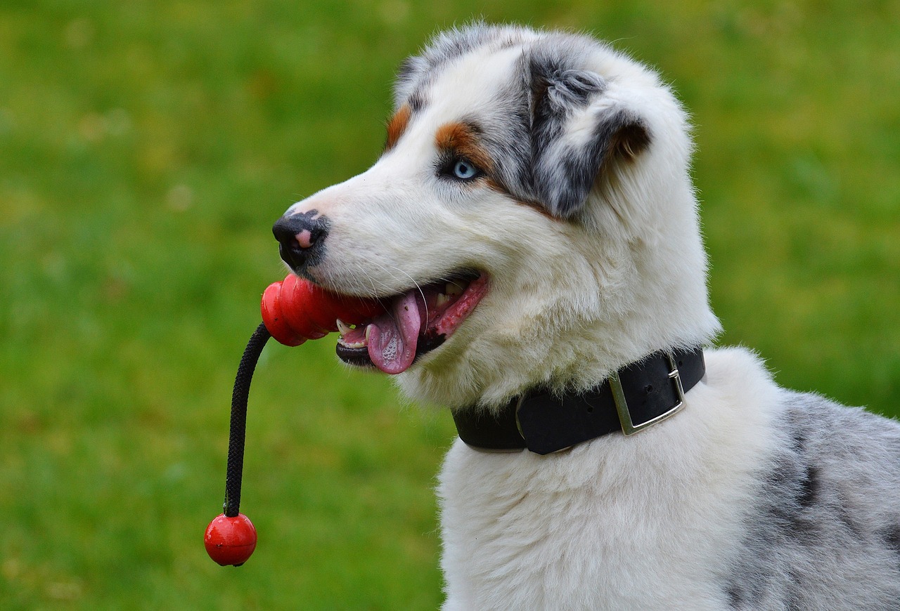 dog young play free photo