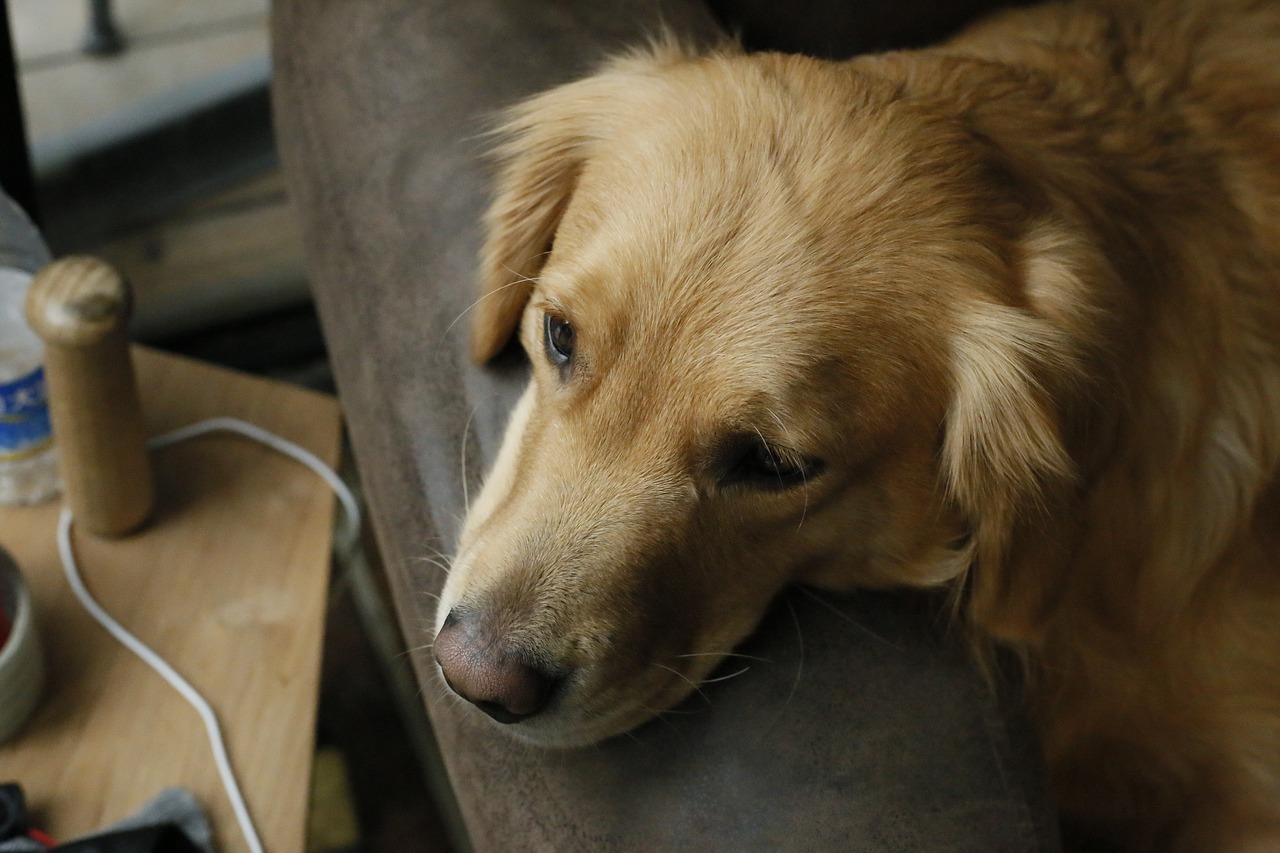 dog mammal canine free photo