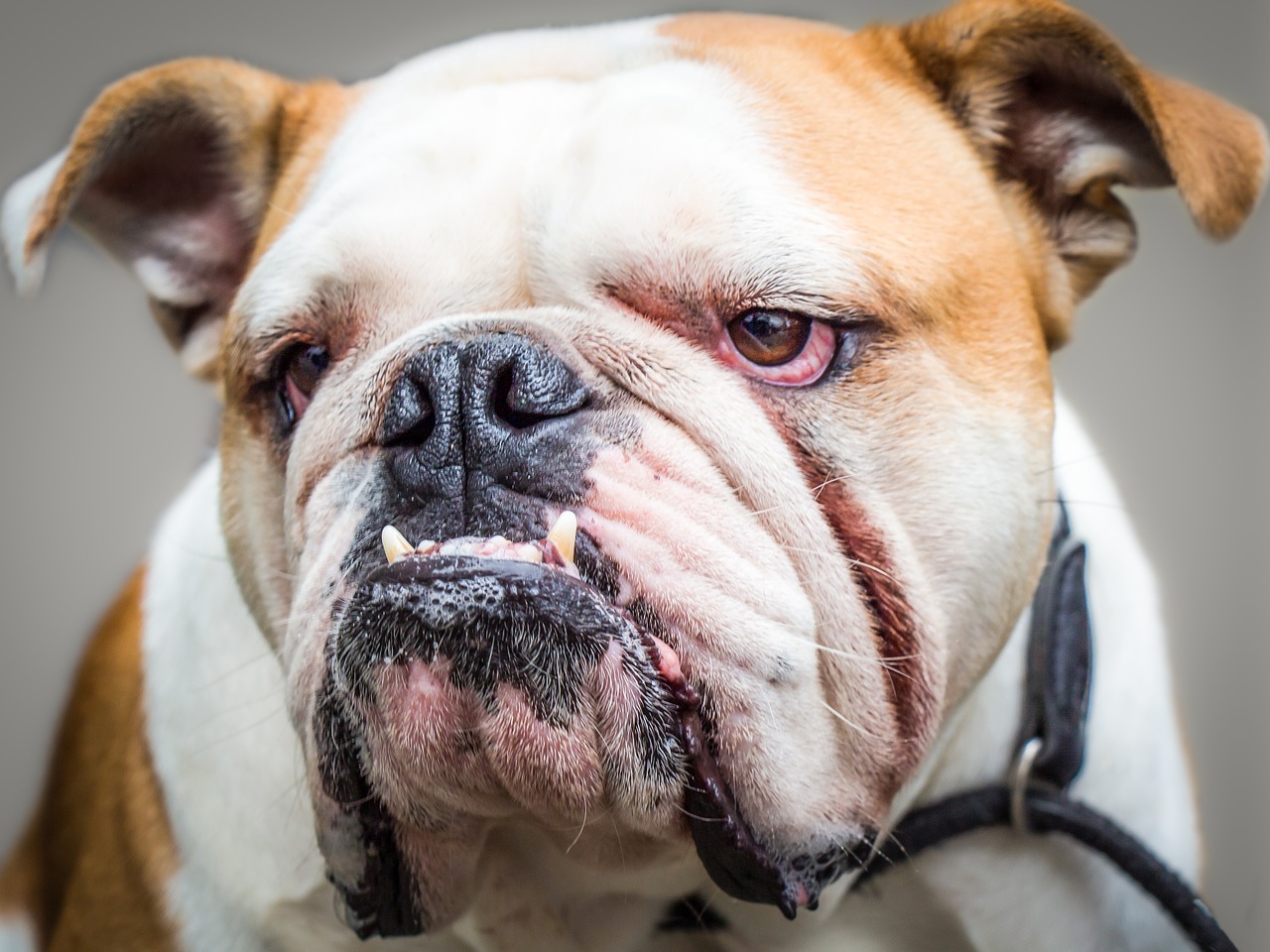 dog mammal portrait free photo