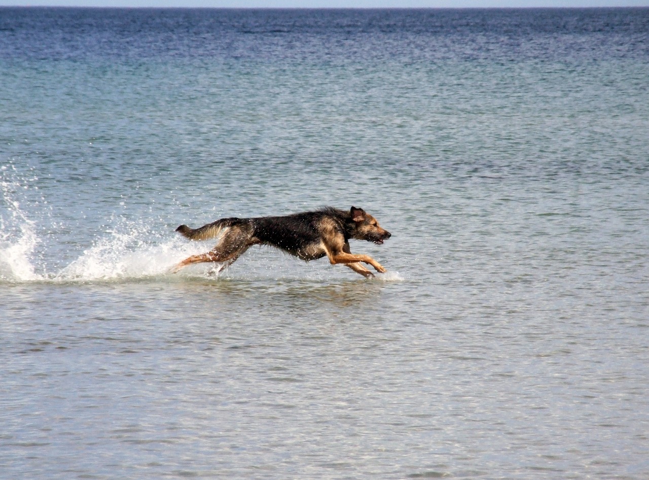 dog baltic sea sea free photo