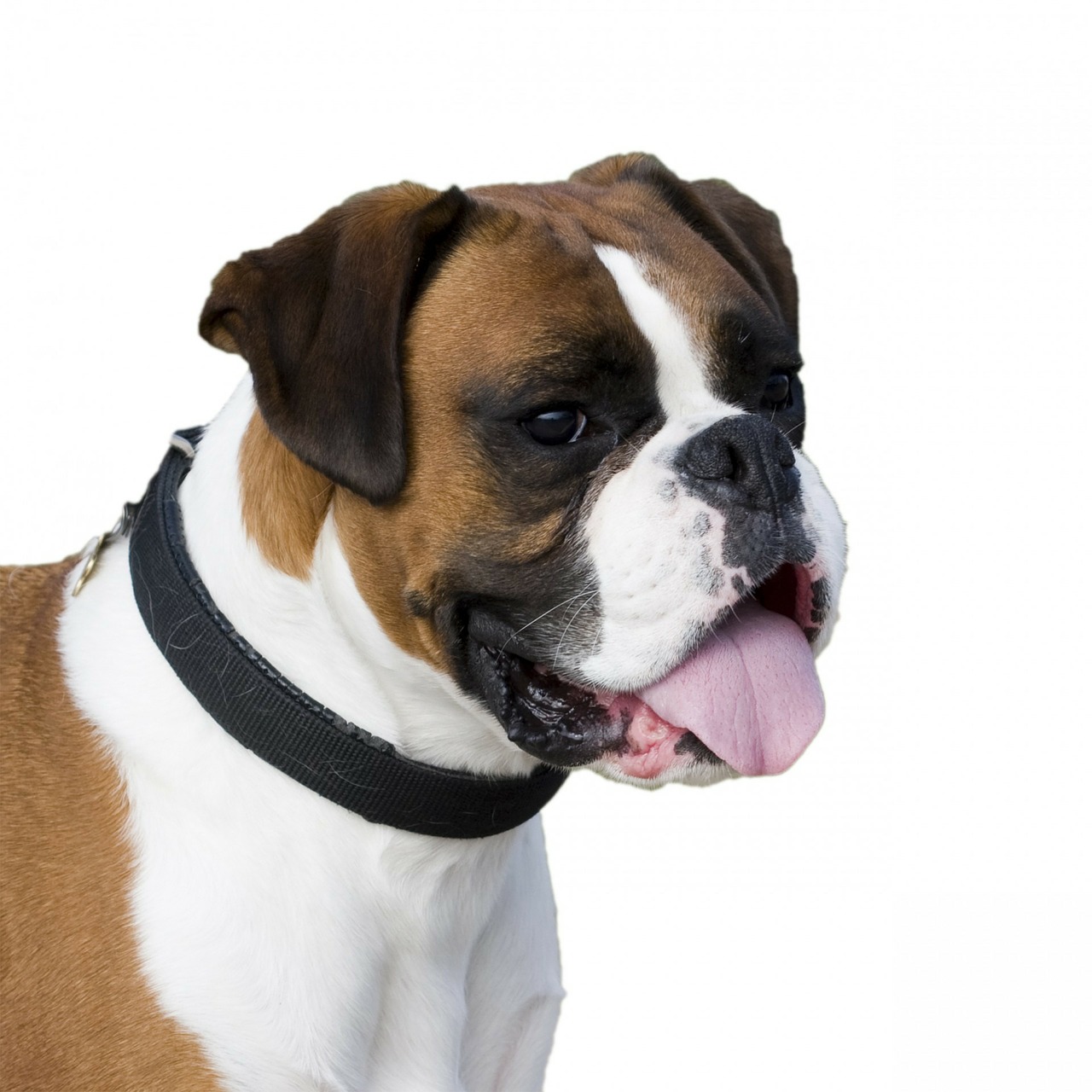 dog boxer portrait free photo