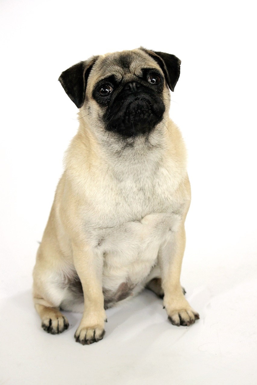 dog canidae pug free photo