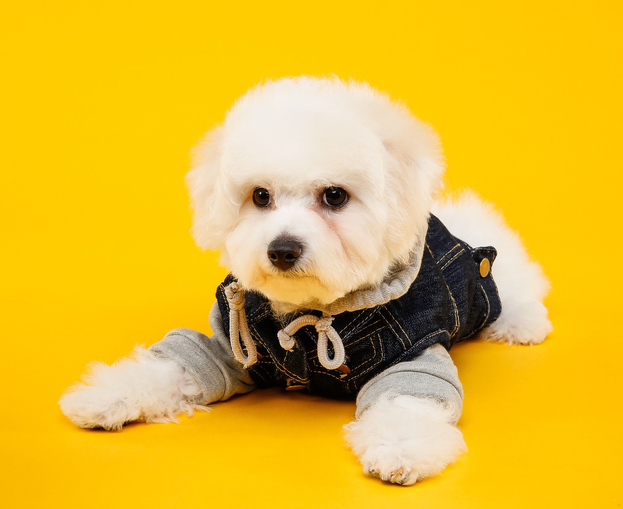 dog puppy cute free photo