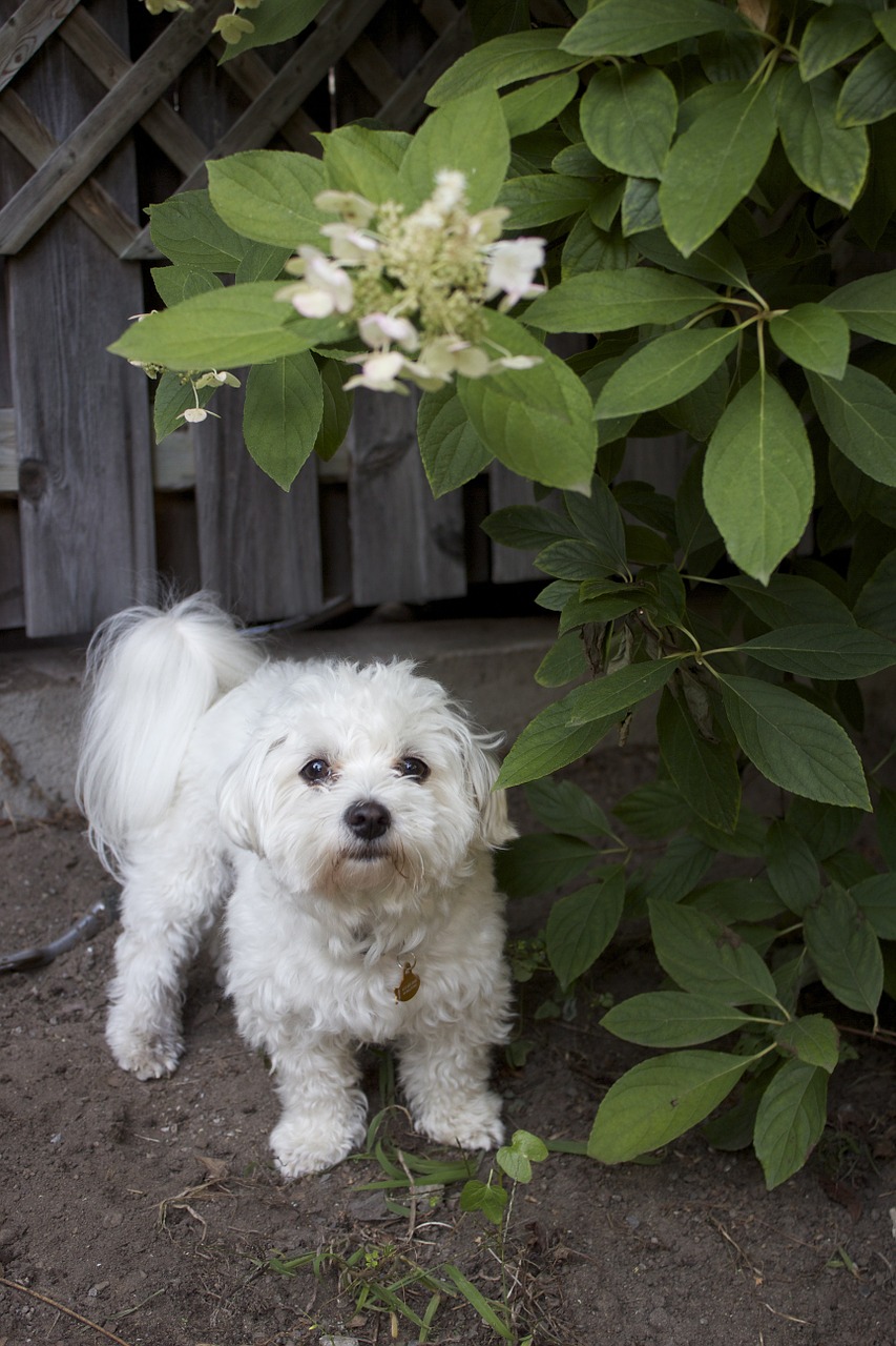 dog puppy canine free photo