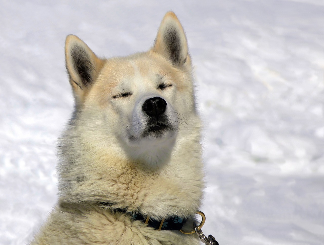 dog husky snow free photo