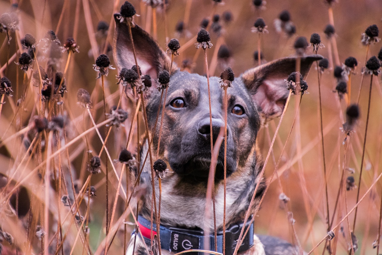 dog flowers portrait free photo