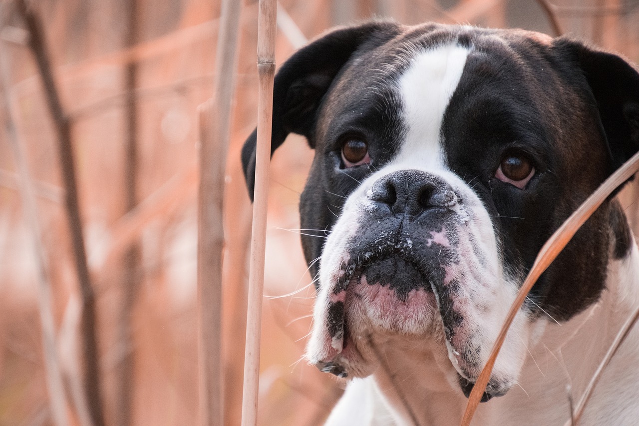 dog portrait cute free photo