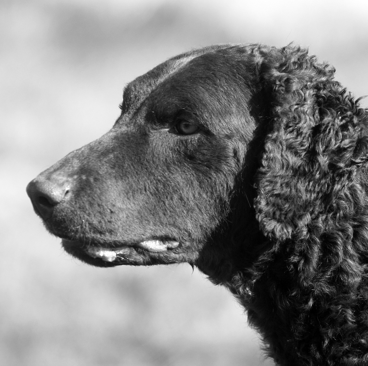 dog portrait canine free photo