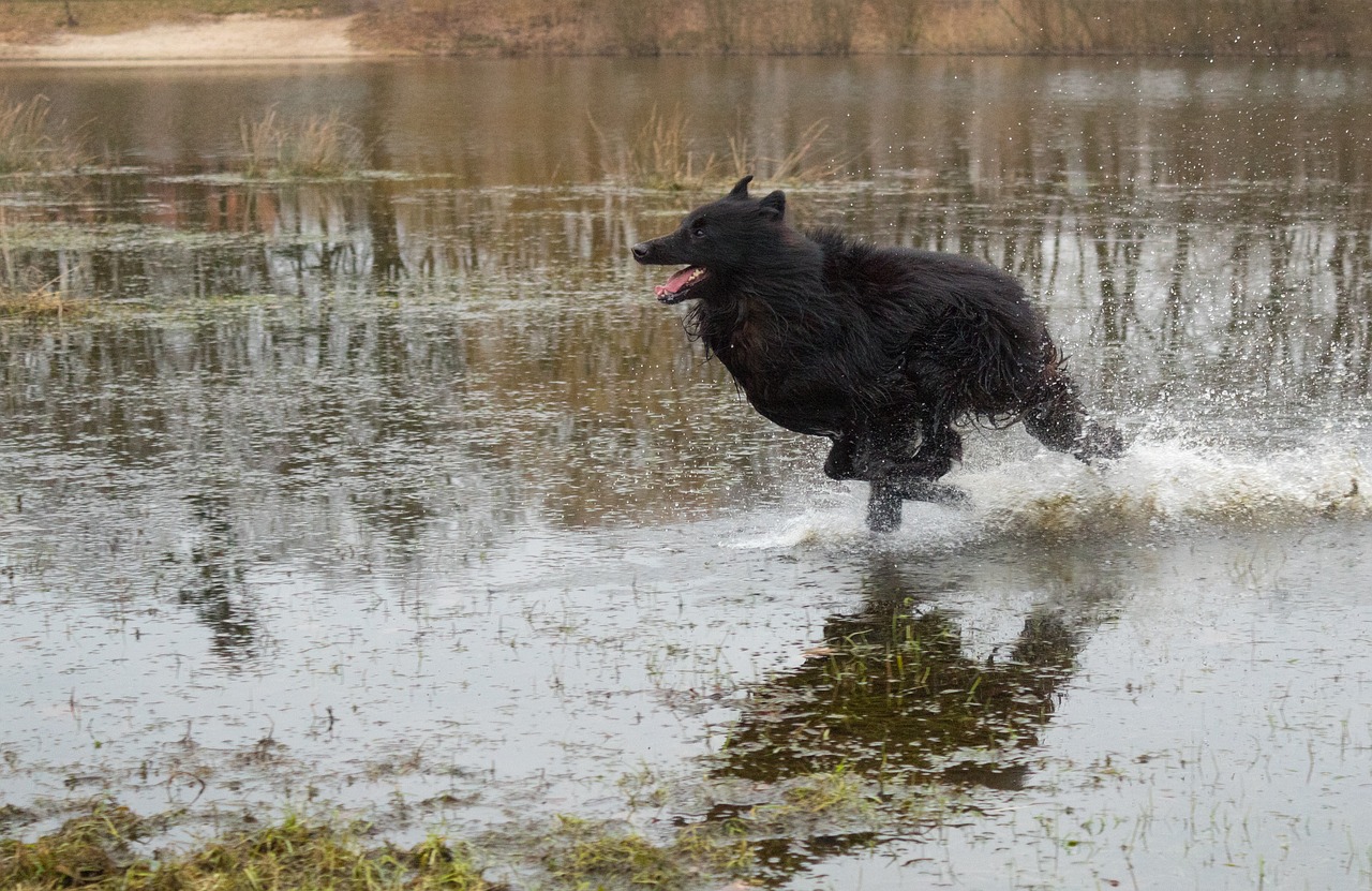 dog nature racing free photo